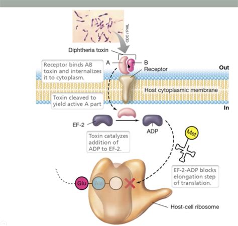 L11 Mechanisms Of Microbial Pathogenesis II Flashcards Quizlet