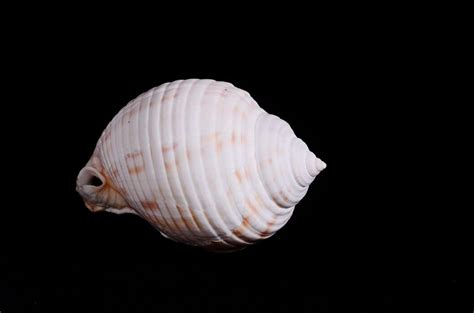 shell shape stock  images  backgrounds