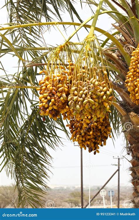 Golden Yellow Dates Growing And Hanging Off Date Palm In Duabiuae On