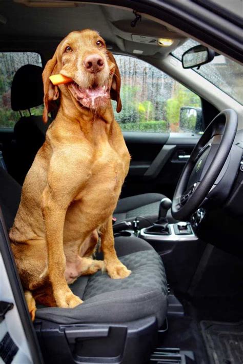 Car Travel Problems With Dogs