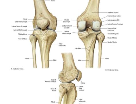 Lecture Knee Joint Flashcards Quizlet