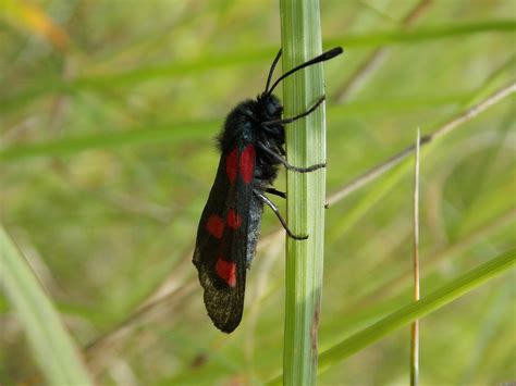 Five Spot Burnet Zygaena Trifolii British Nature Guide