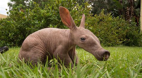 Cute little baby aardvark born in Busch Gardens - KennythePirate.com