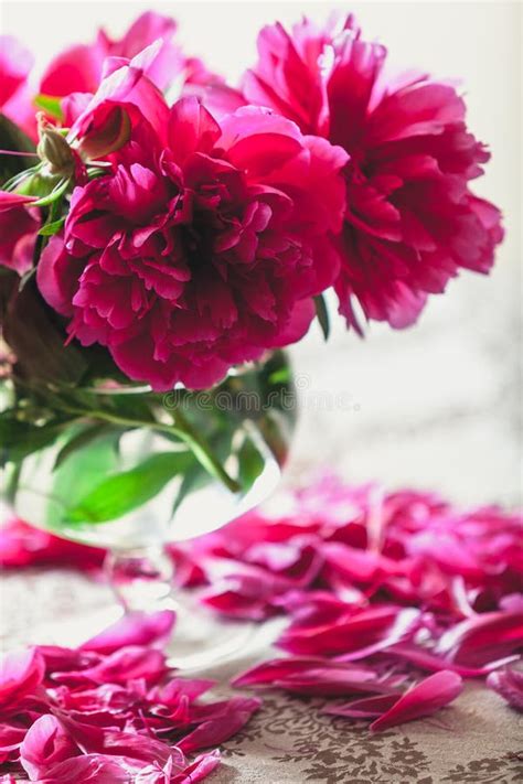 Red Peonies In Glass Vase Stand On Table Stock Photo Image Of Petal