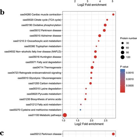 The Kegg Enrichment Of Differential Abundance Proteins Proteins Download Scientific Diagram