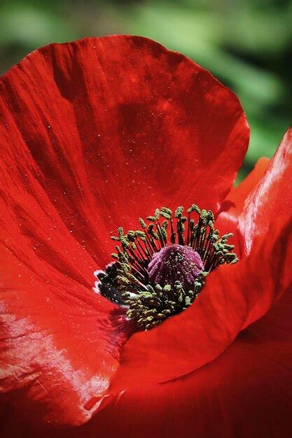 Premium Photo Red Poppy Flower