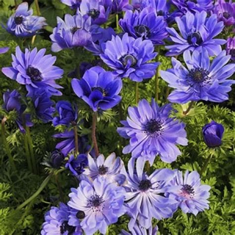 Анемона Лорд Лейтенант: описание сорта, характеристики, особенности ...