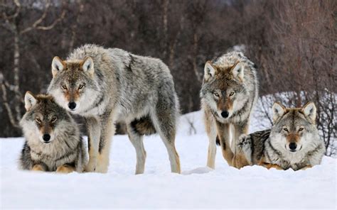 ALGO MÁS QUE HUESOS: UN CACHORRO DE LOBO GRIS DEL PLEISTOCENO