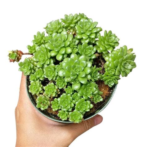 Sedum Varieties: 57 Best Types of Sedum (Growing and Care Guide)