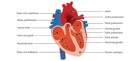 Diagramme D Illustration En Savoir Plus Sur Cette Visualisation Et