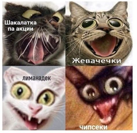 чипсеки)))