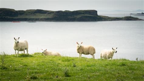 Premium Photo Woolly Sheep Grazing Freely On A Green Meadow With