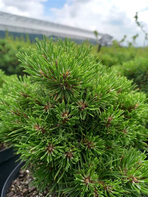 Сосна гірська «Грюн Велле» — Pinus mugo «Grune Welle» | Terra Plants
