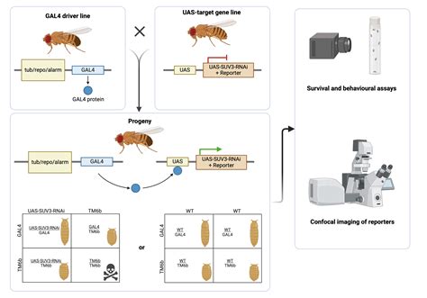 Drosophila Uas Gal4 Cross Experiment Biorender Science Templates