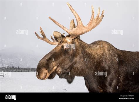 Captive Close Up Profile Of A Bull Moose With Antlers Alaska Wildlife