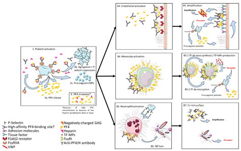 Jcm Free Full Text Heparin Induced Thrombocytopenia A Review Of New Concepts In