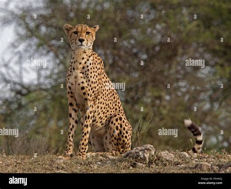 Female Cheetah Sitting Watching Stock Photo Alamy