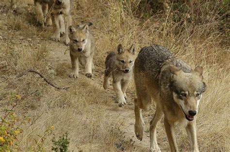 Researchers Have Identified A New Pack Of Endangered Gray Wolves In California