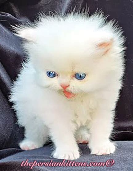 Palomas Persian Kittens For Sale Doll Face And Baby Doll Face