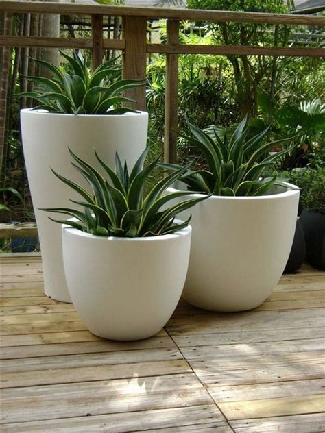 Outdoor Potted Plants