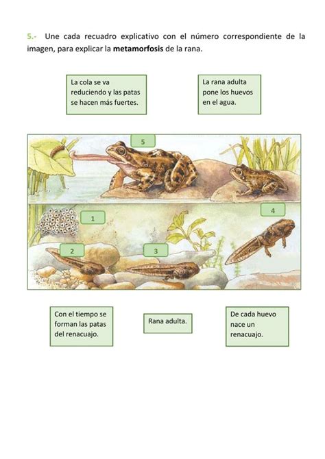 Actividad Online De Los Anfibios Ciencias De La Naturaleza Anfibios