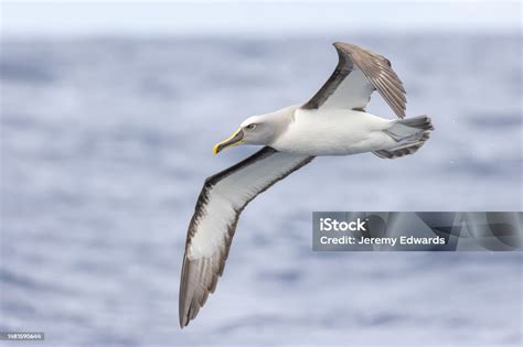 Southern Bullers Albatross Pacific Ocean Australia Stock Photo
