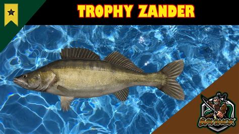 Zander Trophy From Active Akhtuba River Hotspot Russian Fishing 4