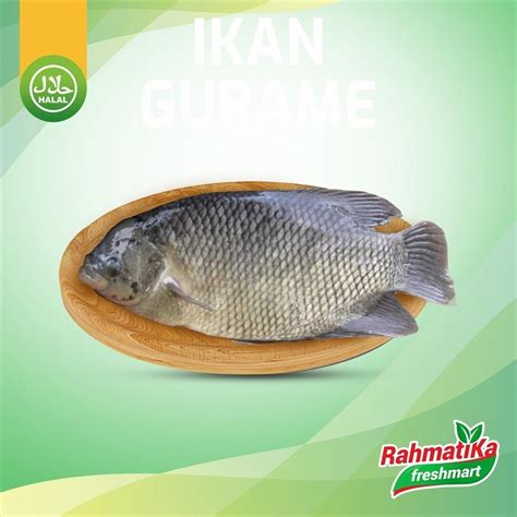 Jual Ikan Gurame Segar 1 Kg Shopee Indonesia