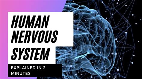 Human Nervous System Explained In 2 Minutes Youtube