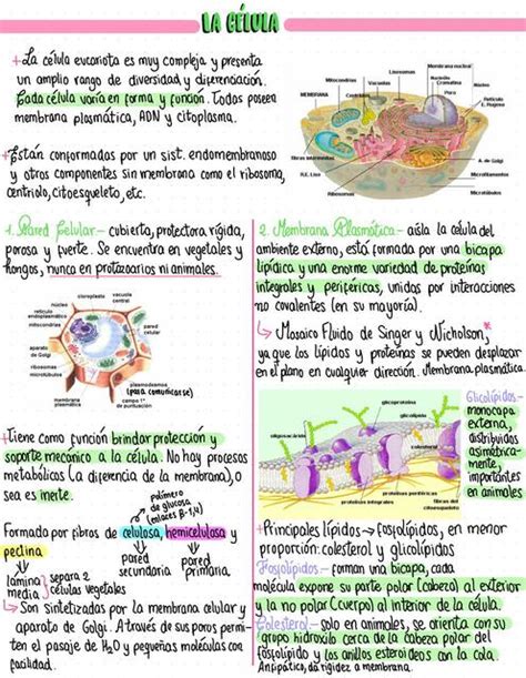 La Célula Resumen Completo Biología Celular Valeria Villanueva C uDocz