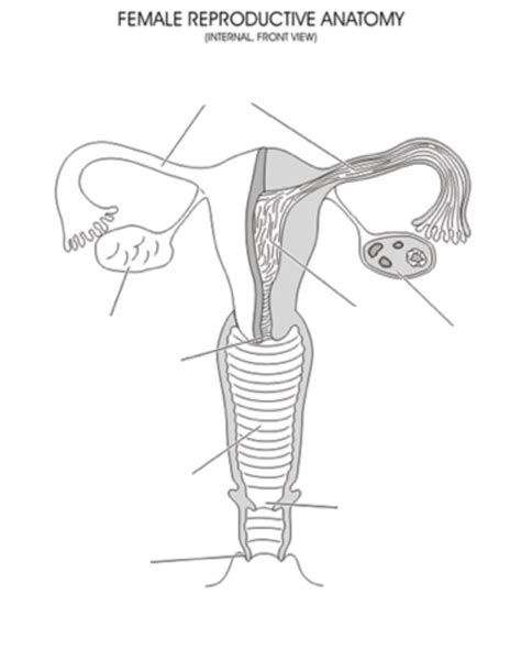 Female Reproductive System Diagram Diagram Quizlet