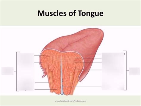 Intrinsic Tongue Muscles Coronal View Diagram Quizlet