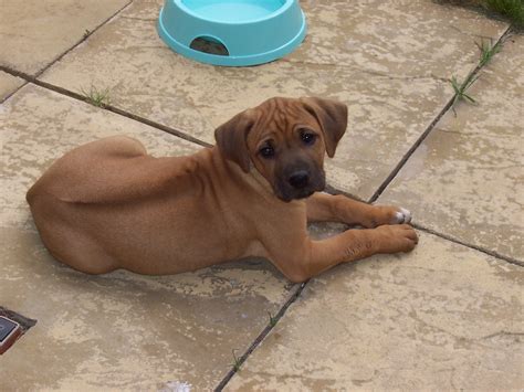 Rhodesian Ridgeback Puppy Photo And Wallpaper Beautiful Rhodesian