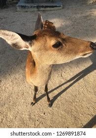 Deer Miyajima Deer Island Japan Stock Photo 1269891874 | Shutterstock