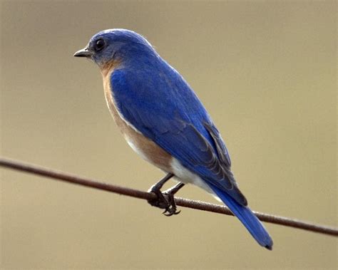 The Eastern Bluebird Sialia Sialis