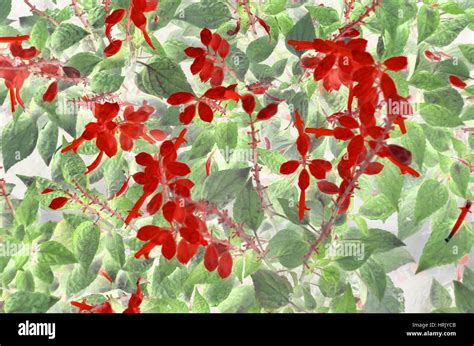 Natural Leaf Background Captured From Nature Stock Photo Alamy