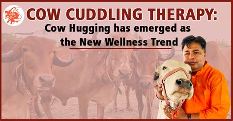 Cow Cuddling Therapy A New Wellness Trend In Demand