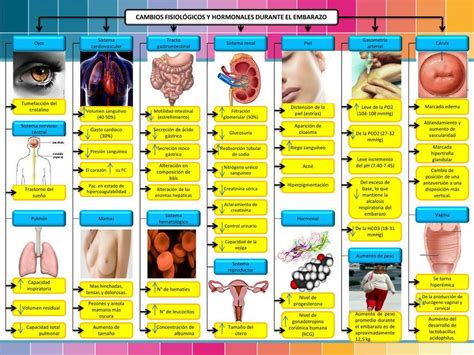 Cambios Fisiol Gicos Durante El Embarazo Y Parto Juliana Isabel