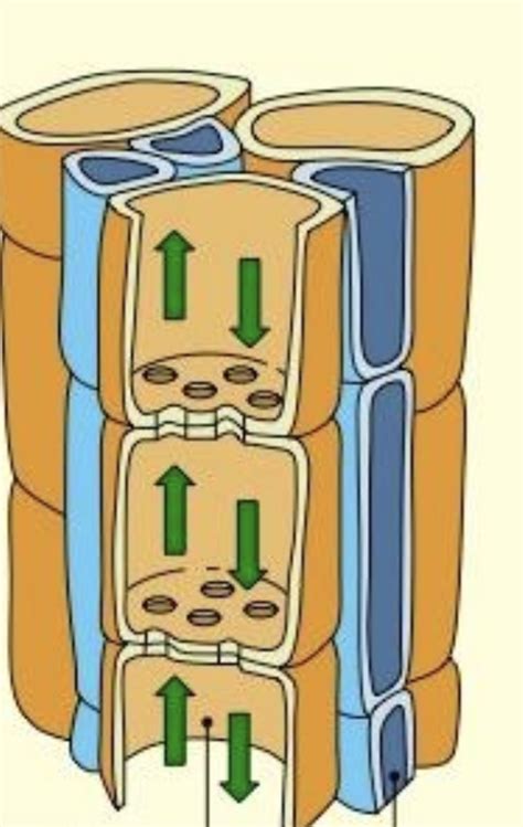 phloem labelling Diagram | Quizlet