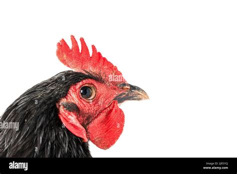 close up black australorp rooster on isolated white background Stock ...