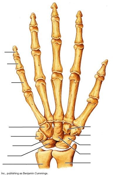 Right Anterior Hand Bones