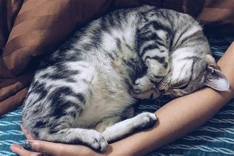 5 Reasons Why Your Cat Sleeps Next To You