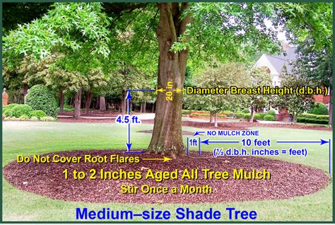 Mulching Healthy Trees Greentree Tree Services