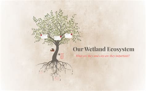 Our Wetland Ecosystem By Shaweckie Talsma On Prezi