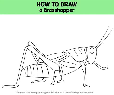 How To Draw A Grasshopper Insects Step By Step