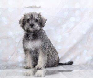 Schnoodle (Standard) Puppies for Sale in USA, Page 1 (10 per page) - Puppyfinder.com