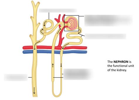 Nephron Diagram Diagram Quizlet