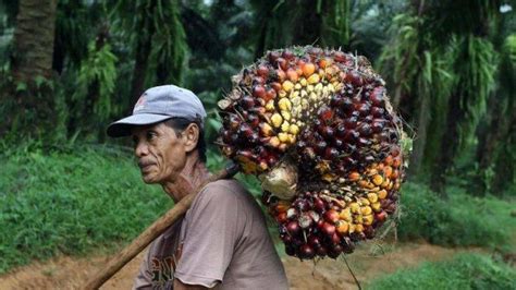 Tokoh Masyarakat Desa Seriang Badau Minta Pemda Cabut Izin Perusahaan