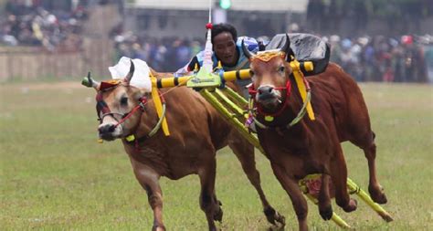 Sejarah Karapan Sapi Dan Istilah Yang Sering Digunakan Dalam Lomba