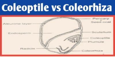 Coleoptile and coleorhiza difference, definition & function - Biologysir